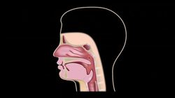 Digestion (Mechanical and Chemical) Instructional Video