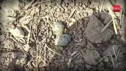 Niwari old tradition, villagers predict rain with ' Titahari' bird eggs News Clip