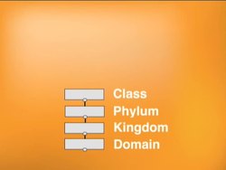 The Classification of Organisms: Classification Hierarchy Instructional Video