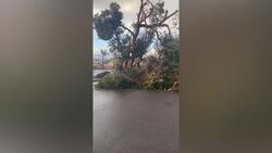 California weather: Tree ripped from ground by powerful storm lies across street Instructional Video