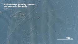 The Fungus That Traps and Kills Nematodes Instructional Video