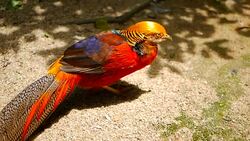 Magnificent elegant male of Chinese Red Golden pheasant, Chrysolophus Pictus outdoors. Dazzling Conspicuous Handsome wild exotic bird with Spectacular Plumage and Colorful tail Feathers in real nature Stock Footage