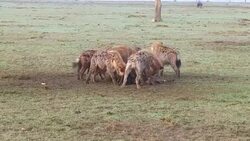 hyenas eating carrion and jackals at africa Stock Footage