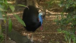 Learn How Flightless Birds Scare Off Predators Instructional Video