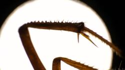 Legs of an Insect Stock Footage