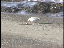 Water: Zones of the Ocean Instructional Video