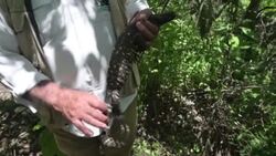 VOICED : Guatemala intenta evitar la extinción del "Niño Dormido", un lagarto venenoso News Clip