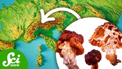 The Mushroom That Caused a Terrifying ALS Outbreak Instructional Video