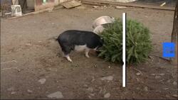Zoo animals welcome recycled Christmas trees News Clip