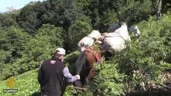 COVID-19 lockdowns take toll on Turkey tea harvest News Clip