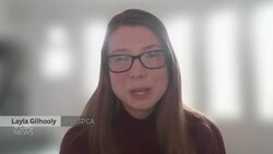 #TheMoment two bovine best friends went up for adoption together News Clip