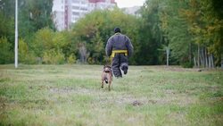 Man in a protective suit coaches his shepherd dog to attack. Running in slow motion Stock Footage
