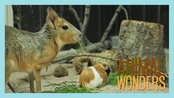 New Cavy Romping Room! Instructional Video