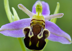 Plant Mimics Instructional Video