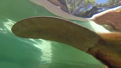 See a Busy Beaver in Action Instructional Video