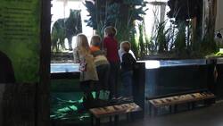 Visit the Wild Center in the Adirondacks Instructional Video