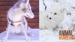 November updates: Porcupine, Raven, Cavy, Snake, and Foxes! Instructional Video