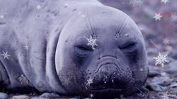 I WONDER - Are There Physical Examples Of Animal Adaptation? Instructional Video