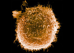 Phagocyte Instructional Video