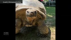 #TheMoment an endangered tortoise became a first-time mom at almost 100 News Clip