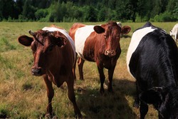 Guardians of Heritage - Reviving Rare Livestock Breeds Instructional Video