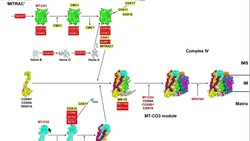 Porphyrins | Processing of Heme b to Heme a & Heme c Instructional Video