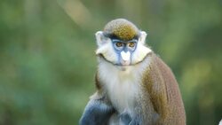 A Baby Red-Tailed Monkey and His Mom are Inseparable Instructional Video