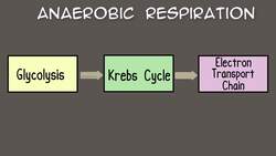 Fermentation Instructional Video