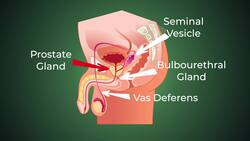Fertilization of the Sperm and Egg in Humans - How babies are made! Instructional Video