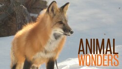 Meet and Greet: Seraphina Instructional Video