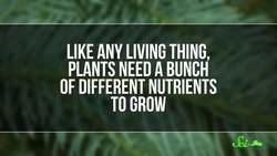 These Trees Eat Salmon! Instructional Video