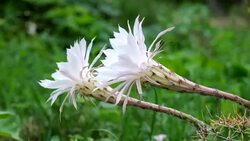 Flowering Easter Lily Cactus. Large white cactus flowers. Strong wind (Echinopsis oxygona) Stock Footage