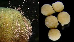 TED: How we're growing baby corals to rebuild reefs | Kristen Marhaver Instructional Video