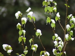 Primavera: ¿qué pasa en la primavera? Instructional Video