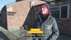 Feeling stressed? This UK farm allows you to cuddle cows to relieve your anxiety News Clip