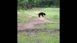Bears fine-tune soccer moves after surprise discovery News Clip