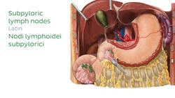 Lymphatics of the stomach and liver Instructional Video