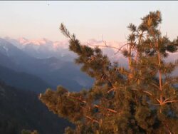 Trees: Introduction Instructional Video