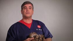 How to Take Care of a Ball Python Instructional Video