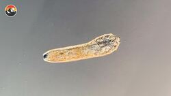 Removing a Face Parasite! Instructional Video