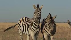 Two Zebras In A Steppe Stock Footage