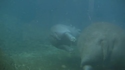 Tony the Hippo is Already a Pro Swimmer at Less Than One Year Old Instructional Video