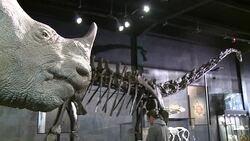 CLEAN : Misty the dinosaur skeleton sells for News Clip