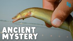 We Finally Know Where Eels Come From Instructional Video
