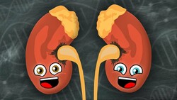 We Are Your Kidneys! | KLT Anatomy Instructional Video