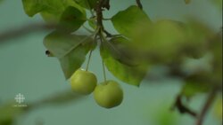 Sheep mow the lawn across from Buckingham Palace News Clip