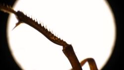 Legs of an Insect Stock Footage