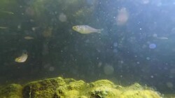 A flock of fry swims under water among algae in muddy water on a Sunny day. 4K. 25 fps. Stock Footage