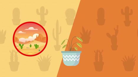 I WONDER - How Do Some Plants Survive In The Desert?