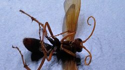 Dead Insect Stock Footage